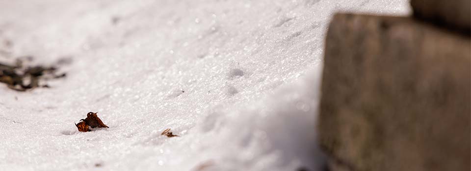 Melting snow with rock salt